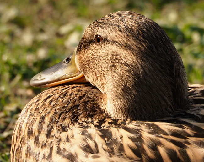 Stockente, Anas platyrhynchos Ente